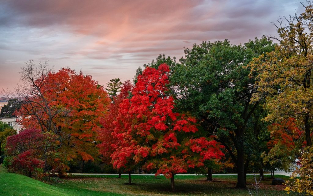 A cotton candy sunrise lights up red foliage on Observatory Hill on an autumn morning at the University of Wisconsin–Madison on Oct. 25, 2025. (Photo by Taylor Wolfram / UW–Madison)