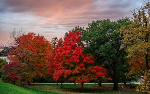 A cotton candy sunrise lights up red foliage on Observatory Hill on an autumn morning at the University of Wisconsin–Madison on Oct. 25, 2025. (Photo by Taylor Wolfram / UW–Madison)